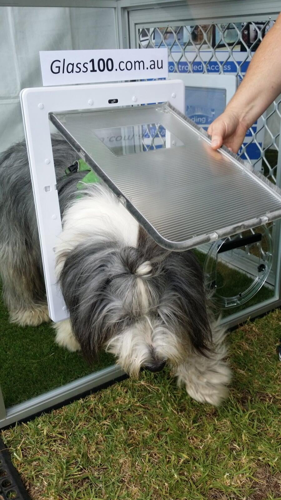 Large Dog Doors Glass100